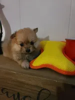 Cosmo, a male Pomeranian for sale in Russell Springs, KY – 5 of 7