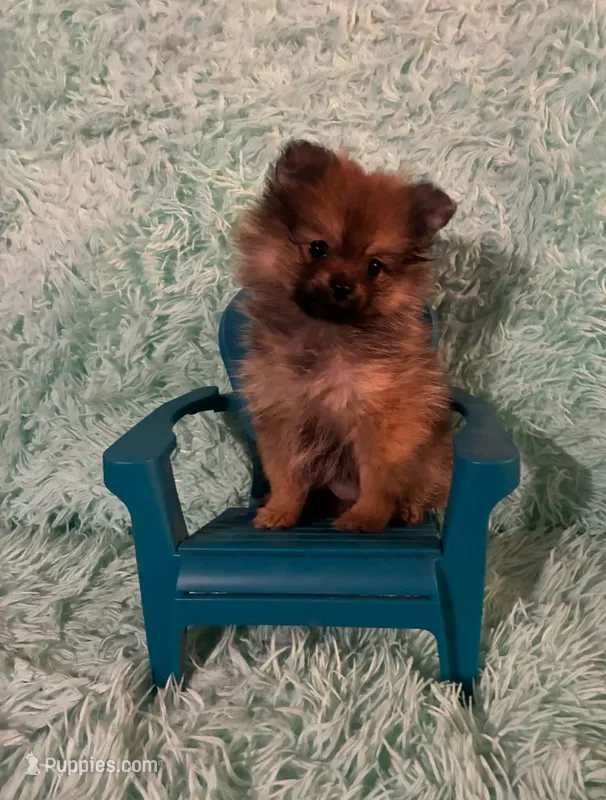 ADDY – Pomeranian puppy for sale in Russell Springs, KY