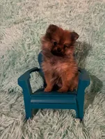 ADDY, a female Pomeranian for sale in Russell Springs, KY – 3 of 8