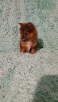 AVA, a female Pomeranian for sale in Russell Springs, KY – 6 of 9