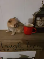 Cosmo, a male Pomeranian for sale in Russell Springs, KY – 7 of 7