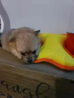 Cosmo, a male Pomeranian for sale in Russell Springs, KY – 6 of 7