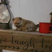 Cosmo, a male Pomeranian for sale in Russell Springs, KY – 3 of 7