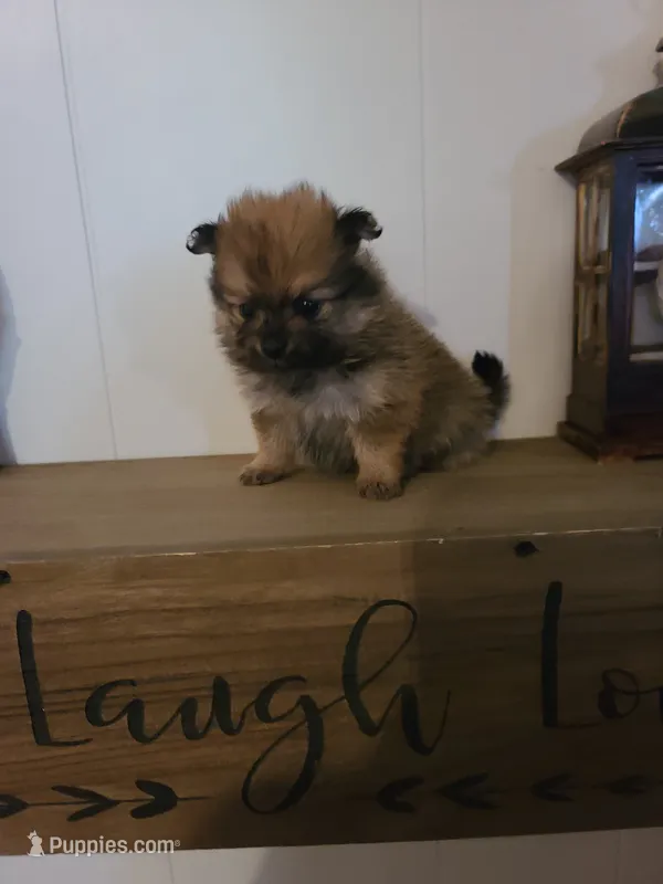 ADDY – Pomeranian puppy for sale in Russell Springs, KY