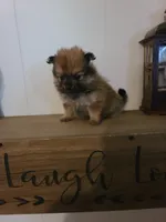 ADDY, a female Pomeranian for sale in Russell Springs, KY – 3 of 3