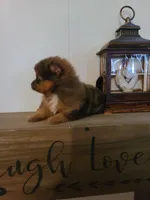 AVA, a female Pomeranian for sale in Russell Springs, KY – 6 of 7