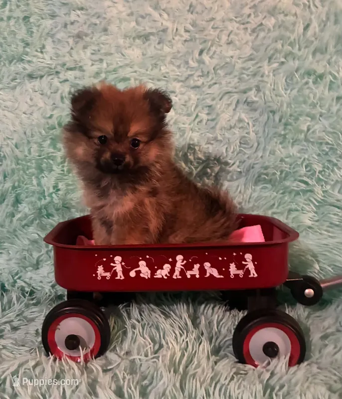 ADDY – Pomeranian puppy for sale in Russell Springs, KY