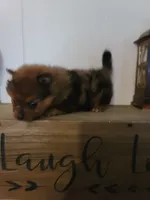 AVA, a female Pomeranian for sale in Russell Springs, KY – 7 of 7