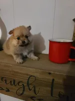 Cosmo, a male Pomeranian for sale in Russell Springs, KY – 4 of 7