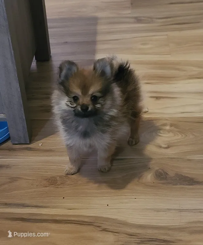 ADDY – Pomeranian puppy for sale in Russell Springs, KY