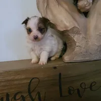 Cali, a female Pomeranian and Yorkshire Terrier for sale in Russell Springs, KY – 3 of 4