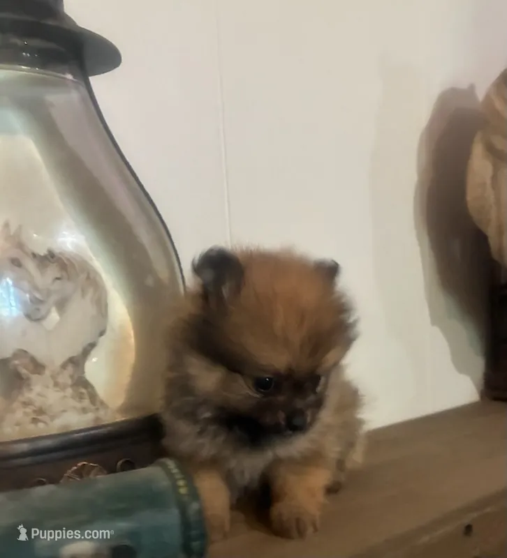 ADDY – Pomeranian puppy for sale in Russell Springs, KY