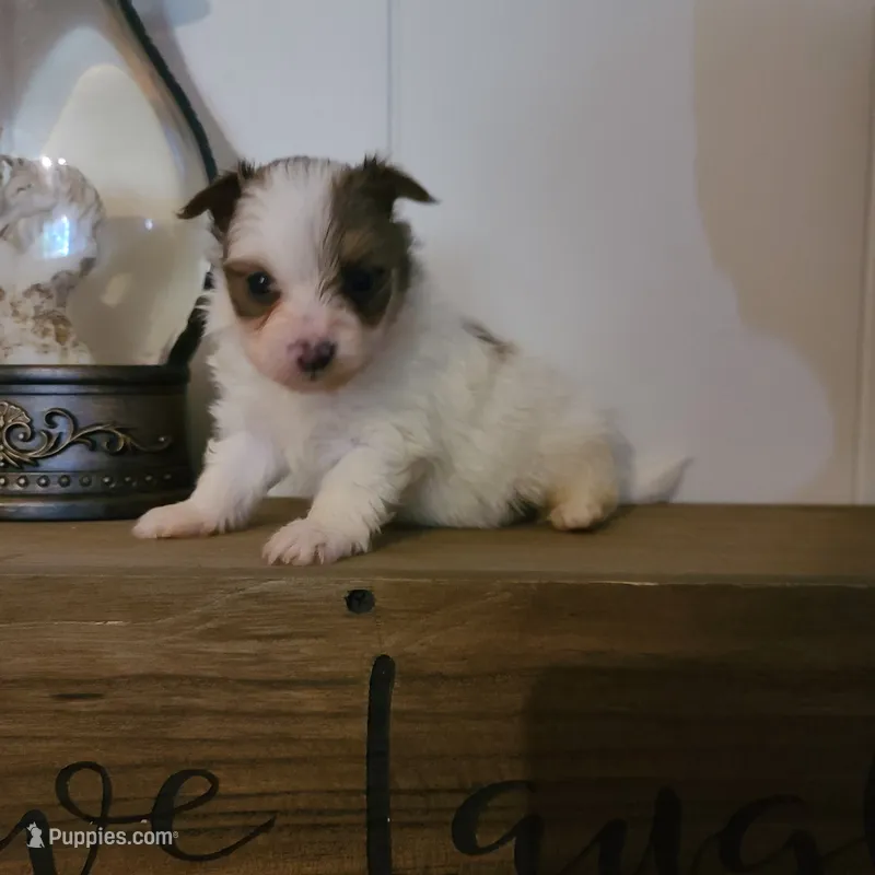 Cali – Pomeranian, Yorkshire Terrier puppy for sale in Russell Springs, KY