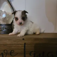 Cali, a female Pomeranian and Yorkshire Terrier for sale in Russell Springs, KY – 1 of 4