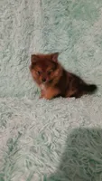 AVA, a female Pomeranian for sale in Russell Springs, KY – 8 of 9