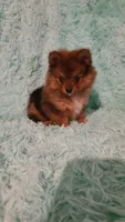 AVA, a female Pomeranian for sale in Russell Springs, KY – 4 of 9