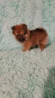 ADDY, a female Pomeranian for sale in Russell Springs, KY – 6 of 8