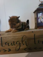 AVA, a female Pomeranian for sale in Russell Springs, KY – 2 of 7