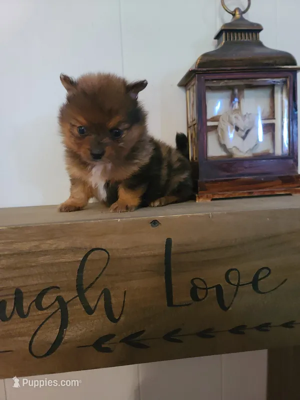 AVA – Pomeranian puppy for sale in Russell Springs, KY