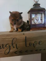 AVA, a female Pomeranian for sale in Russell Springs, KY – 1 of 7