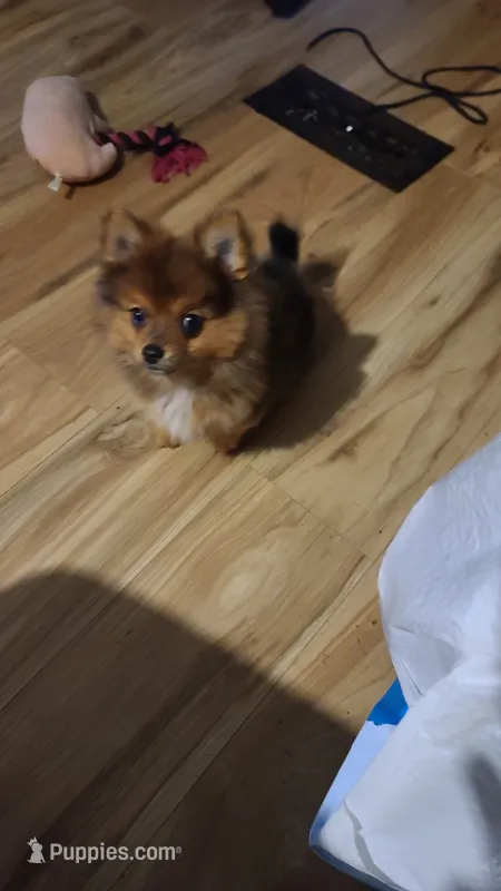 AVA – Pomeranian puppy for sale in Russell Springs, KY