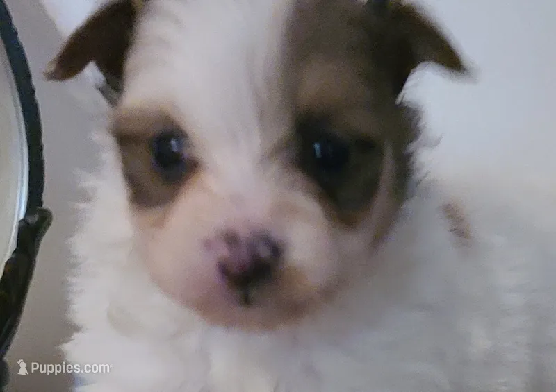 Cali – Pomeranian, Yorkshire Terrier puppy for sale in Russell Springs, KY