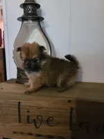 ADDY, a female Pomeranian for sale in Russell Springs, KY – 1 of 3