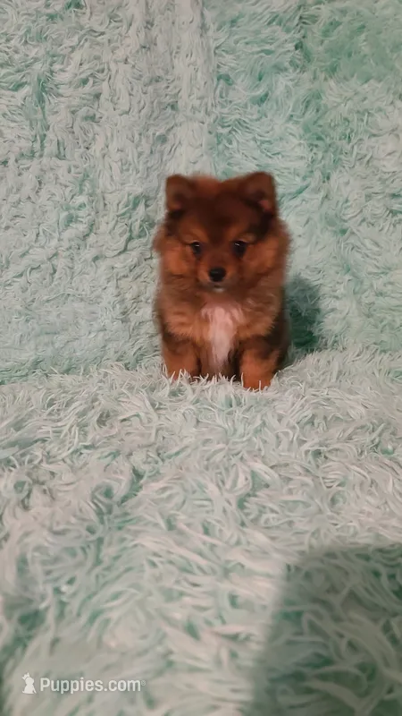 AVA – Pomeranian puppy for sale in Russell Springs, KY
