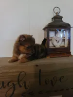 AVA, a female Pomeranian for sale in Russell Springs, KY – 5 of 7