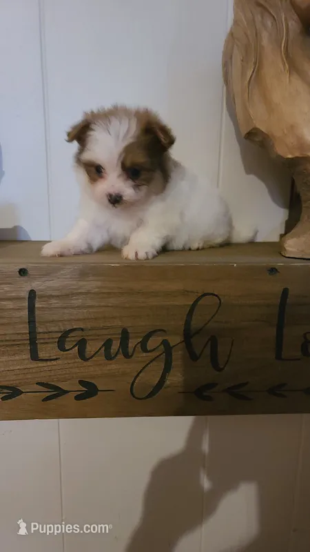 Cali – Pomeranian, Yorkshire Terrier puppy for sale in Russell Springs, KY