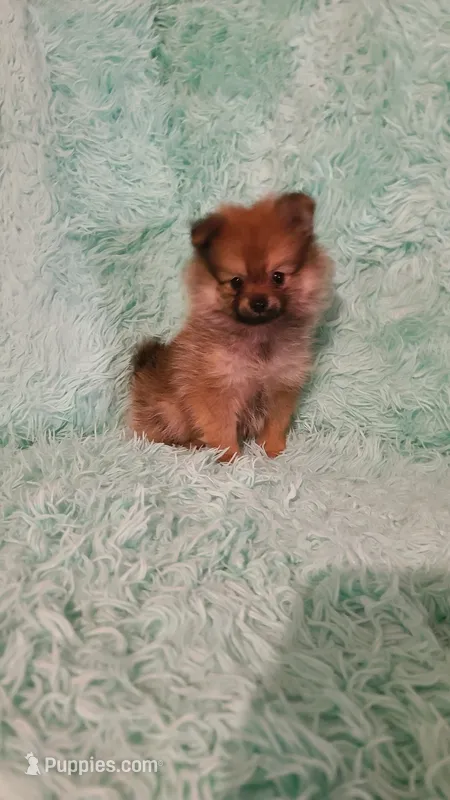 ADDY – Pomeranian puppy for sale in Russell Springs, KY