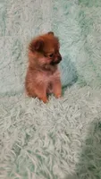 ADDY, a female Pomeranian for sale in Russell Springs, KY – 4 of 8