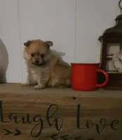 Cosmo, a male Pomeranian for sale in Russell Springs, KY – 2 of 7