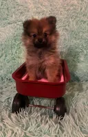 ADDY, a female Pomeranian for sale in Russell Springs, KY – 7 of 8
