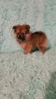 ADDY, a female Pomeranian for sale in Russell Springs, KY – 5 of 8