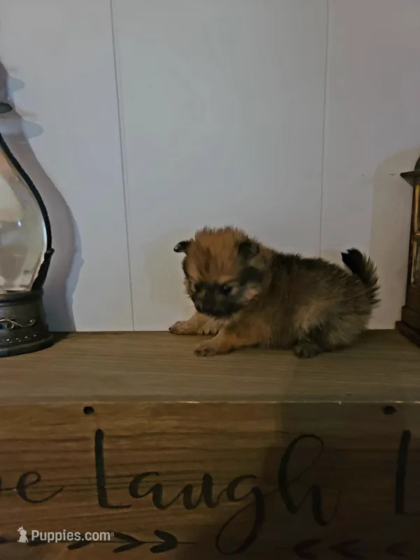 ADDY – Pomeranian puppy for sale in Russell Springs, KY