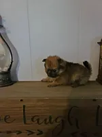 ADDY, a female Pomeranian for sale in Russell Springs, KY – 2 of 3