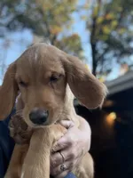 Belle, a female Golden Retriever for sale in Eau Claire, WI – 2 of 2
