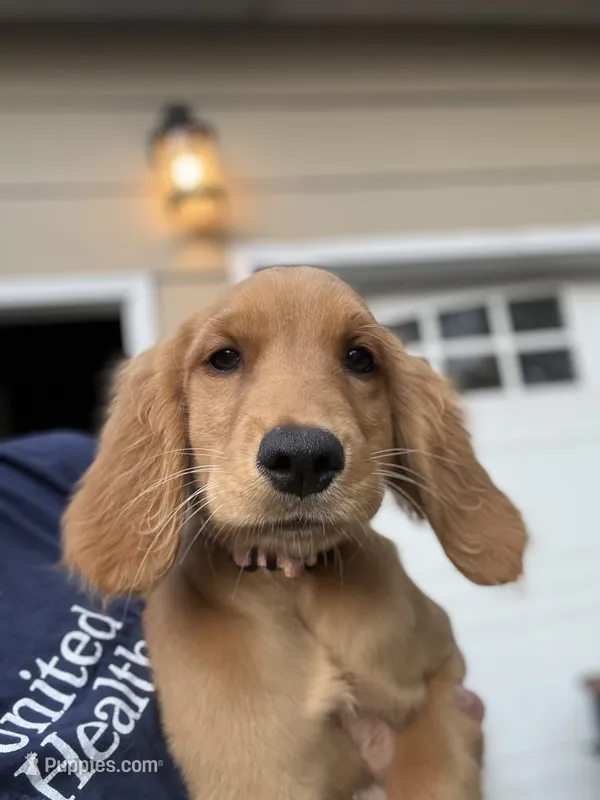Finley – Golden Retriever puppy for sale in Eau Claire, WI