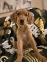 Rosey , a female Golden Retriever for sale in Eau Claire, WI – 2 of 2