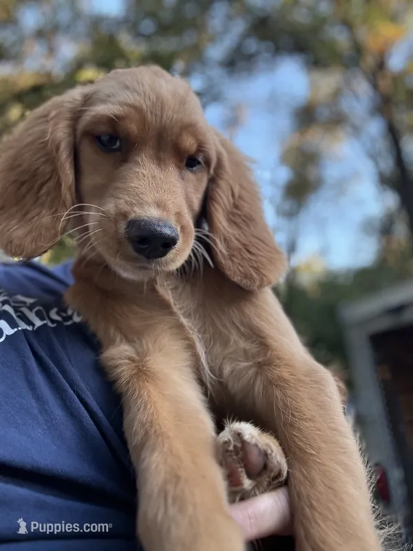Marley – Golden Retriever puppy for sale in Eau Claire, WI