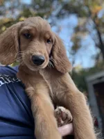 Marley, a female Golden Retriever for sale in Eau Claire, WI – 1 of 1