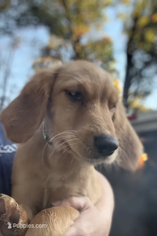Belle – Golden Retriever puppy for sale in Eau Claire, WI