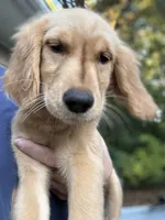 Cosmo, a female Golden Retriever for sale in Eau Claire, WI – 1 of 1