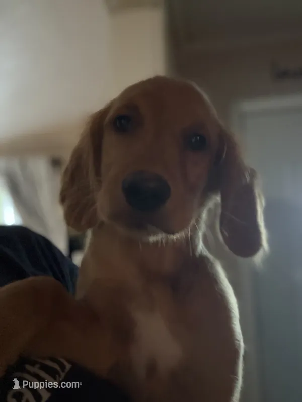 Rosey  – Golden Retriever puppy for sale in Eau Claire, WI