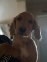 Rosey , a female Golden Retriever for sale in Eau Claire, WI – 1 of 2