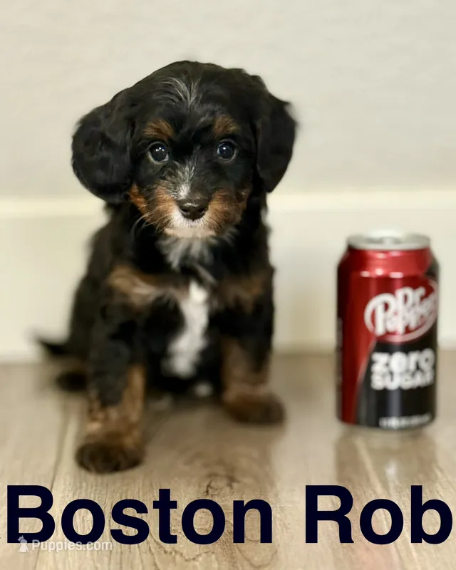 Boston Rob, a male Bernedoodle and Miniature Bernedoodle for sale in Gilbert, AZ – 1 of 6