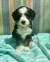 Rupert, a male Bernedoodle and Miniature Bernedoodle for sale in Gilbert, AZ – 2 of 6