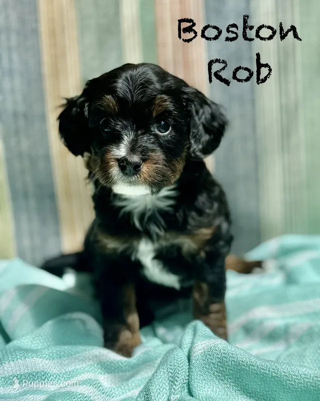 Boston Rob – Miniature Bernedoodle puppy for sale in Gilbert, AZ