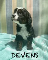 DEVENS, a male Bernedoodle and Miniature Bernedoodle for sale in Gilbert, AZ – 2 of 5